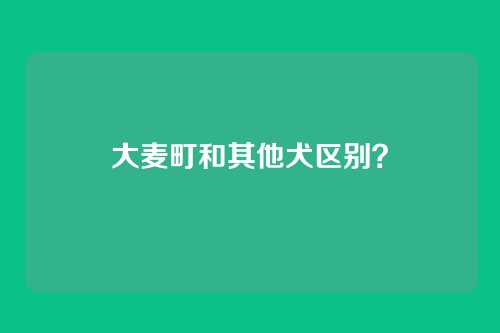 大麦町和其他犬区别?