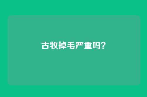 古牧掉毛严重吗?