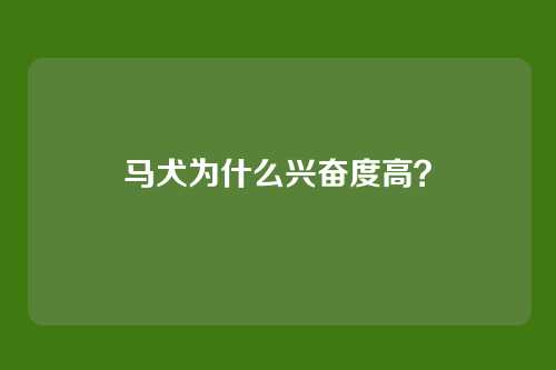 马犬为什么兴奋度高？