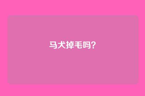 马犬掉毛吗?