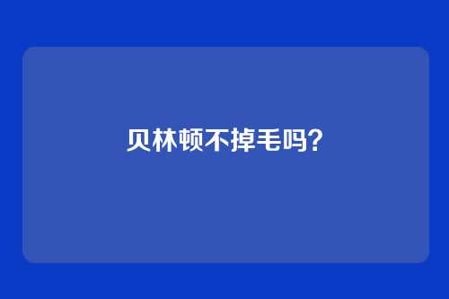 贝林顿不掉毛吗?