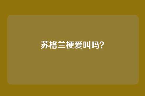 苏格兰梗爱叫吗？