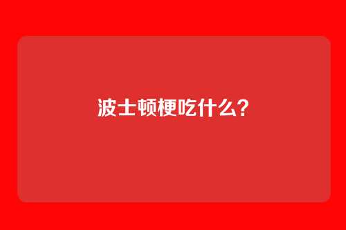 波士顿梗吃什么?