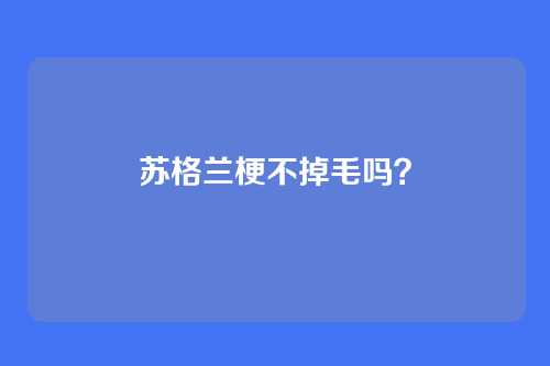 苏格兰梗不掉毛吗？