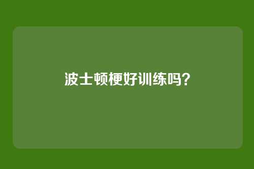 波士顿梗好训练吗?