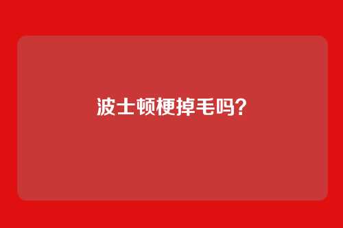 波士顿梗掉毛吗？