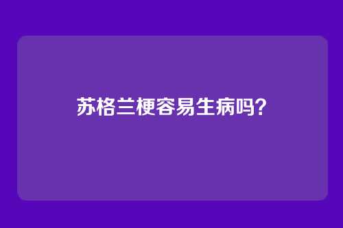 苏格兰梗容易生病吗？