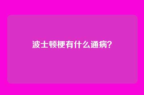波士顿梗有什么通病?