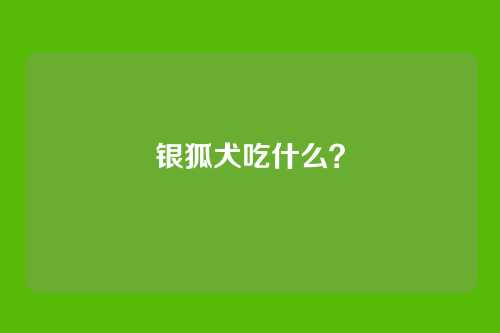 银狐犬吃什么？