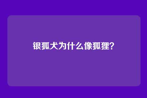 银狐犬为什么像狐狸？