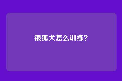 银狐犬怎么训练?