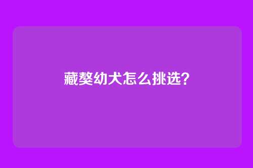 藏獒幼犬怎么挑选？