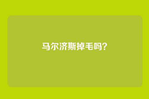 马尔济斯掉毛吗?