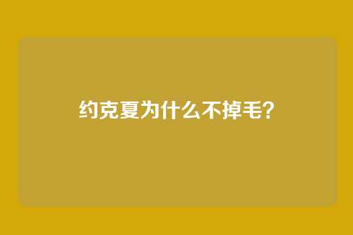 约克夏为什么不掉毛?