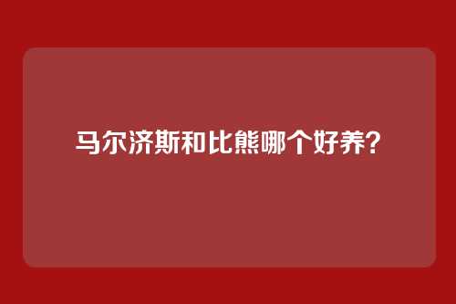 马尔济斯和比熊哪个好养？