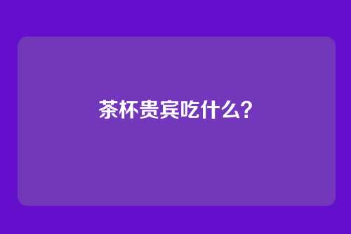 茶杯贵宾吃什么？