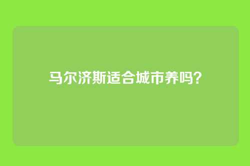 马尔济斯适合城市养吗？