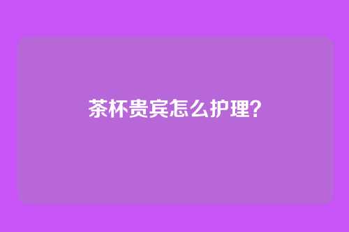 茶杯贵宾怎么护理？
