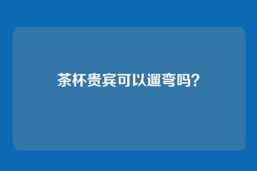 茶杯贵宾可以遛弯吗?