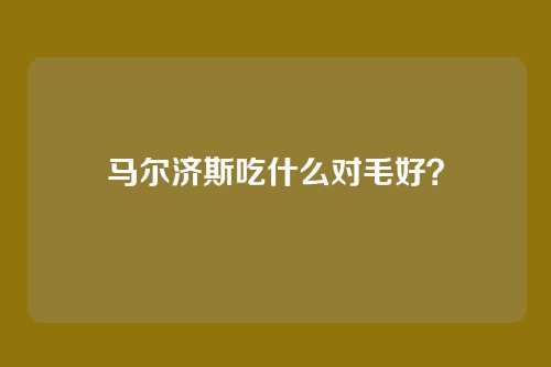 马尔济斯吃什么对毛好？