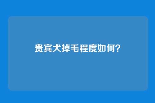 贵宾犬掉毛程度如何?