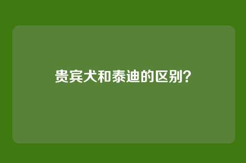 贵宾犬和泰迪的区别?