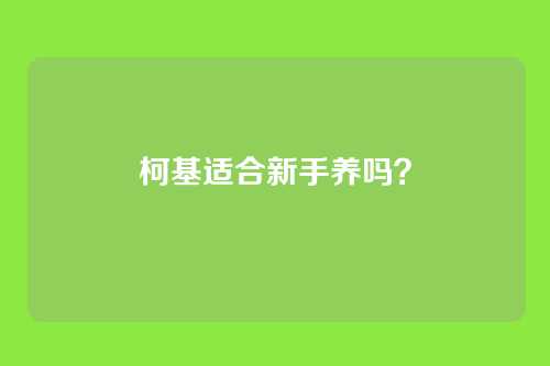 柯基适合新手养吗?