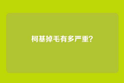 柯基掉毛有多严重?