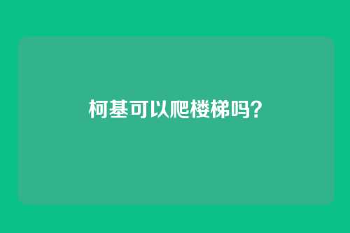 柯基可以爬楼梯吗?