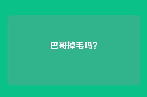 巴哥掉毛吗?