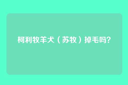 柯利牧羊犬（苏牧）掉毛吗？