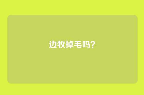 边牧掉毛吗？