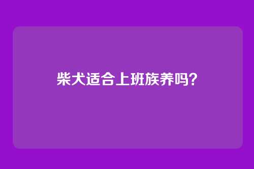 柴犬适合上班族养吗？
