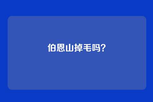 伯恩山掉毛吗？