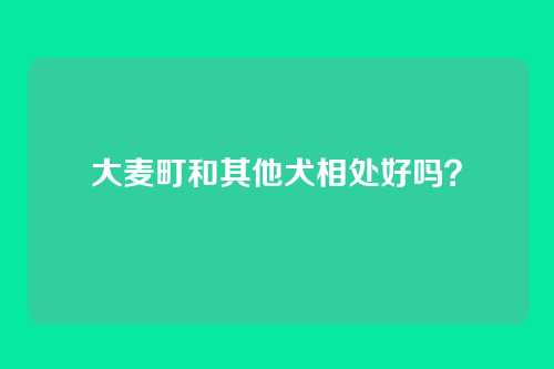 大麦町和其他犬相处好吗？