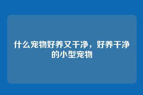 什么宠物好养又干净,好养干净的小型宠物