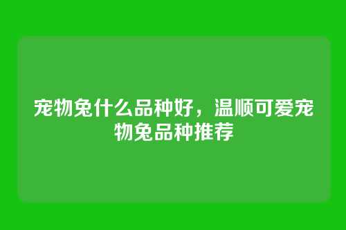 宠物兔什么品种好,温顺可爱宠物兔品种推荐