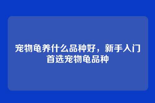 宠物龟养什么品种好,新手入门首选宠物龟品种