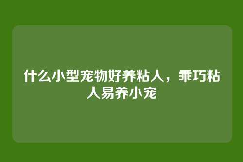 什么小型宠物好养粘人，乖巧粘人易养小宠