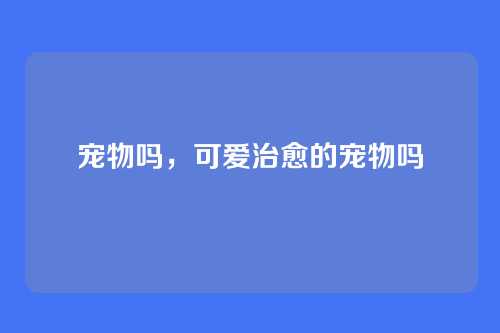 宠物吗，可爱治愈的宠物吗