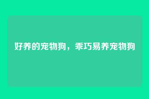 好养的宠物狗,乖巧易养宠物狗