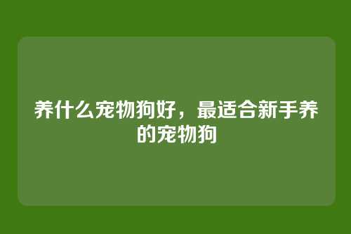 养什么宠物狗好,最适合新手养的宠物狗