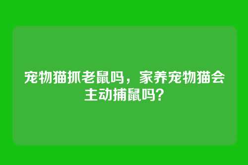 宠物猫抓老鼠吗，家养宠物猫会主动捕鼠吗？