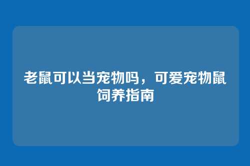 老鼠可以当宠物吗，可爱宠物鼠饲养指南