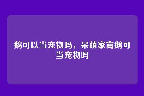 鹅可以当宠物吗,呆萌家禽鹅可当宠物吗