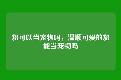 貂可以当宠物吗,温顺可爱的貂能当宠物吗