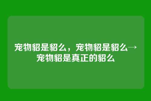宠物貂是貂么,宠物貂是貂么→宠物貂是真正的貂么