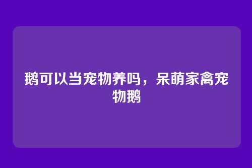 鹅可以当宠物养吗,呆萌家禽宠物鹅