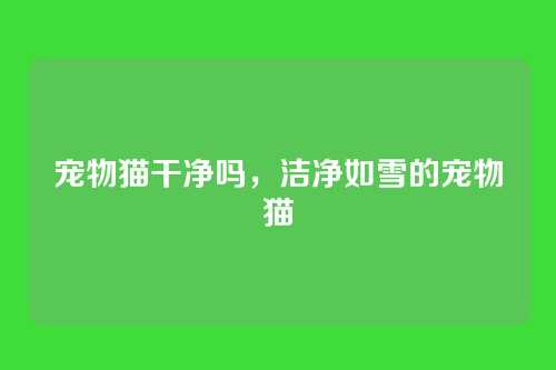宠物猫干净吗,洁净如雪的宠物猫