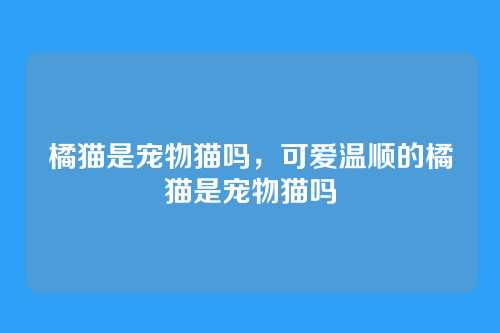 橘猫是宠物猫吗,可爱温顺的橘猫是宠物猫吗